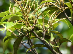 Castanopsis carlesii