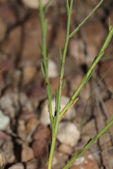 Oenothera arida