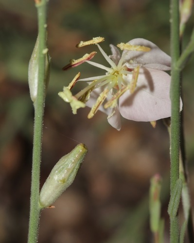 Trans-Pecos beeblossom (Oenothera arida)