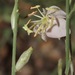 Oenothera arida - Photo (c) Nathan Taylor, alguns direitos reservados (CC BY-NC), uploaded by Nathan Taylor