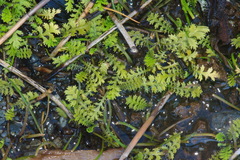 Leptinella tenella