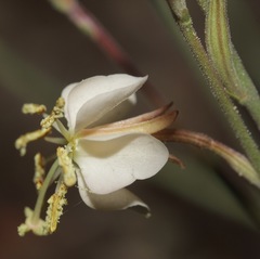 Oenothera arida
