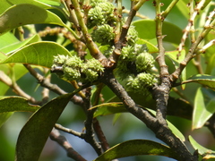 Castanopsis carlesii