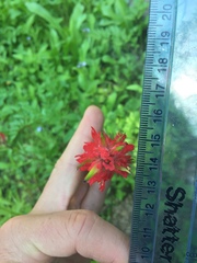 Castilleja parviflora oreopola