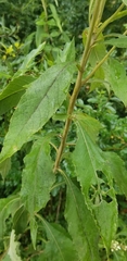 Verbesina virginica virginica