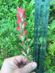 Castilleja parviflora oreopola