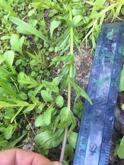 Castilleja parviflora oreopola