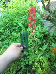 Castilleja parviflora oreopola