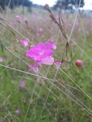 Agalinis peduncularis