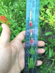 Castilleja parviflora oreopola