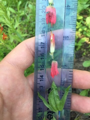 Castilleja parviflora oreopola