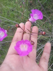 Agalinis peduncularis