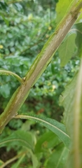 Verbesina virginica virginica