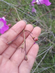 Agalinis peduncularis