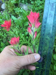 Castilleja parviflora oreopola