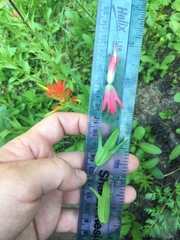 Castilleja parviflora oreopola