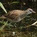 White-browed Crake - Photo (c) markus lilje, some rights reserved (CC BY-NC-ND), uploaded by markus lilje