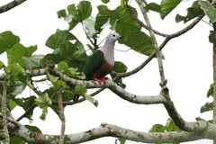 Ducula finschii