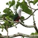 Growling Imperial Pigeon - Photo (c) markus lilje, some rights reserved (CC BY-NC-ND), uploaded by markus lilje