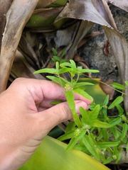 Acalypha chamaedrifolia