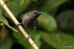 Myzomela cineracea