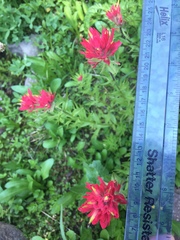 Castilleja parviflora oreopola
