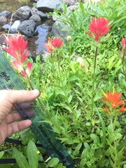 Castilleja parviflora oreopola