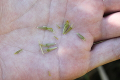 Bidens comosa