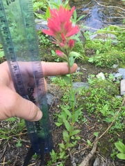 Castilleja parviflora oreopola