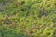 Sphagnum torreyanum
