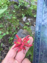 Castilleja parviflora oreopola