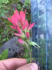 Castilleja parviflora oreopola