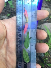 Castilleja parviflora oreopola