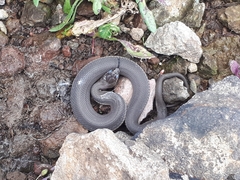 Thamnophis melanogaster