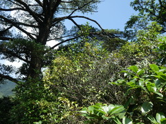 Castanopsis carlesii