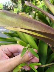 Acalypha chamaedrifolia