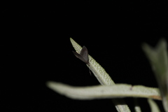 Pyrausta demantrialis