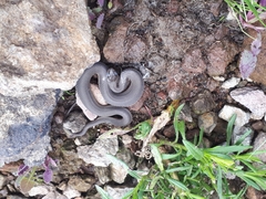 Thamnophis melanogaster