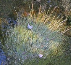 Sparganium angustifolium