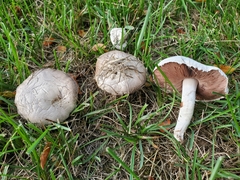 Agaricus braendlei
