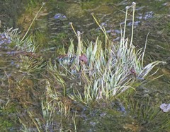 Sparganium angustifolium