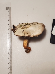Agaricus braendlei