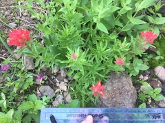 Castilleja parviflora oreopola