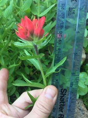 Castilleja parviflora oreopola