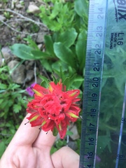 Castilleja parviflora oreopola