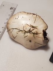 Agaricus braendlei