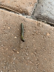 Anadenobolus monilicornis