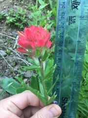 Castilleja parviflora oreopola