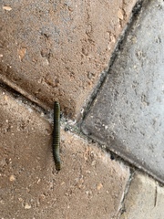 Anadenobolus monilicornis