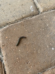 Anadenobolus monilicornis